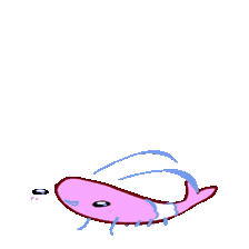 Dance: the pink shrimp dancing